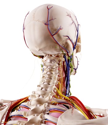 image of skeleton focused on cervical spine