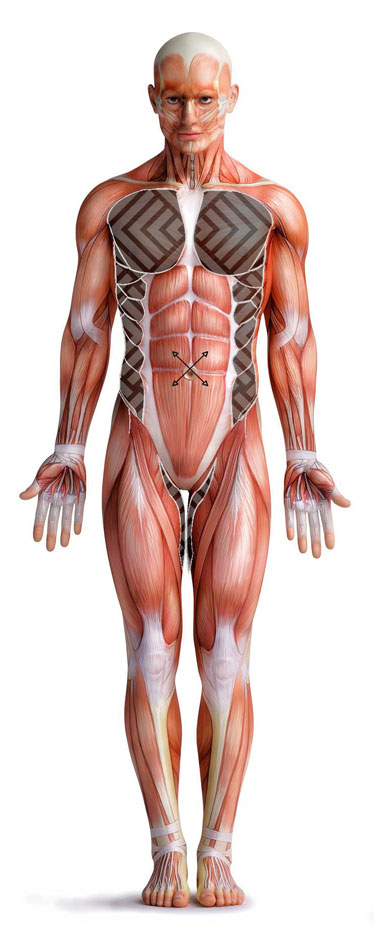 Anatomical illustration of anterior oblique sling