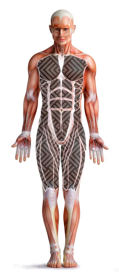 Anatomical illustration of flexion chain