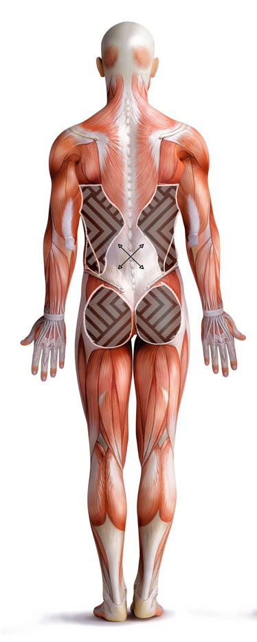 Anatomical illustration of posterior oblique sling