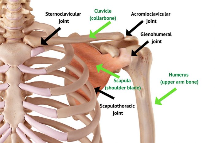 Illustration of the skeletal system showing the four joints of the shoulder