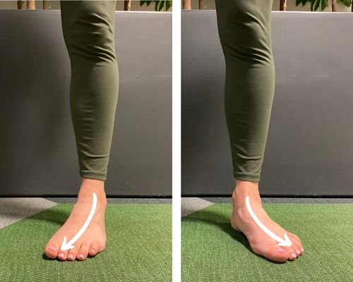 Medial rotation and lateral rotation